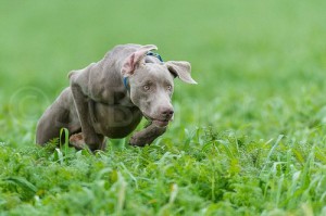 www.timberdoodleweims.net - Gallery- Puppy - 002